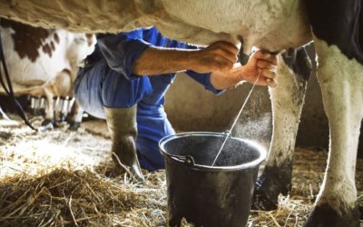 Leite de vaca faz mal à saúde?